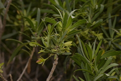 Eremophila oldfieldii
