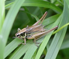 Roeseliana roeselii
