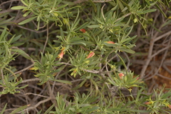 Eremophila oldfieldii