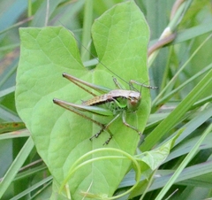 Roeseliana roeselii