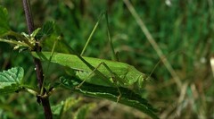Phaneroptera falcata
