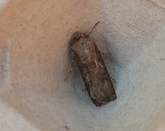 Agrotis