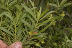 Eremophila oldfieldii