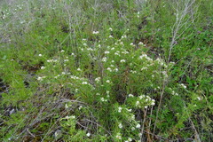 Trifolium lupinaster