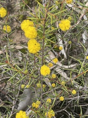 Acacia brownii