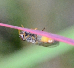 Syrphinae