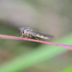 Syrphinae