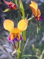 Diuris magnifica