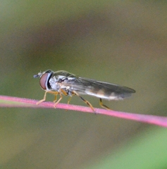 Syrphinae