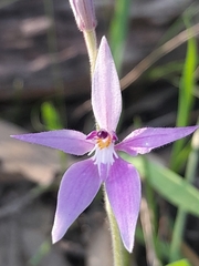 Caladenia latifolia