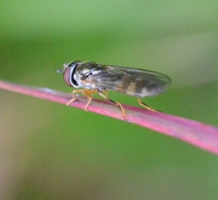 Syrphinae