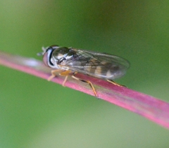 Syrphinae