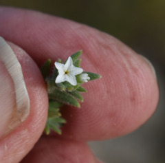 Heliotropium