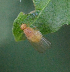 Lauxaniidae