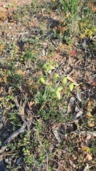 Albuca spiralis