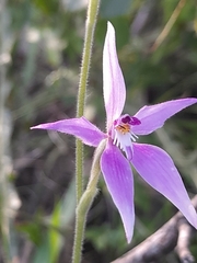 Caladenia latifolia