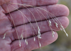 Eriachne pallescens
