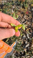 Albuca spiralis