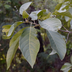 Litsea glutinosa