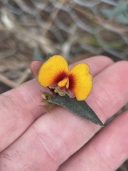 Platylobium obtusangulum