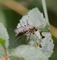 Empis livida