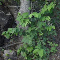 Micromelum minutum