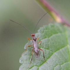 Braconidae