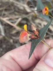 Platylobium obtusangulum