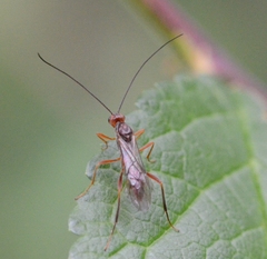 Braconidae