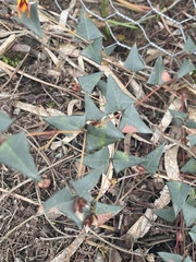 Platylobium obtusangulum