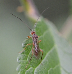 Braconidae