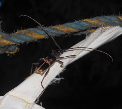 Phoracantha semipunctata