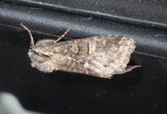 Brachylomia viminalis