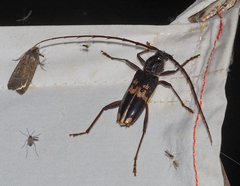 Phoracantha semipunctata