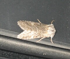 Brachylomia viminalis