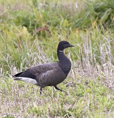 Branta bernicla