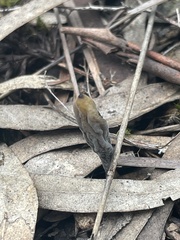Clavulina cinerea