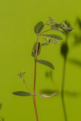 Euphorbia hypericifolia