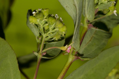 Euphorbia hypericifolia