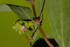 Euphorbia hypericifolia