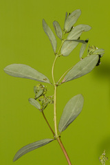 Euphorbia hypericifolia