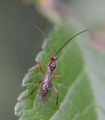 Braconidae