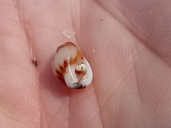 Buccinoidea