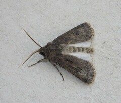 Agrotis bigramma