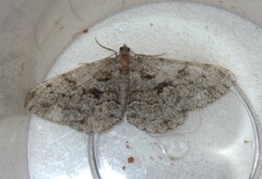 Peribatodes secundaria