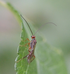 Braconidae