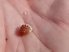 Buccinoidea