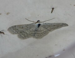 Scopula incanata