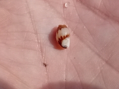 Buccinoidea