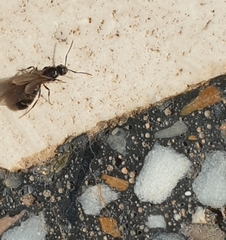 Formicidae